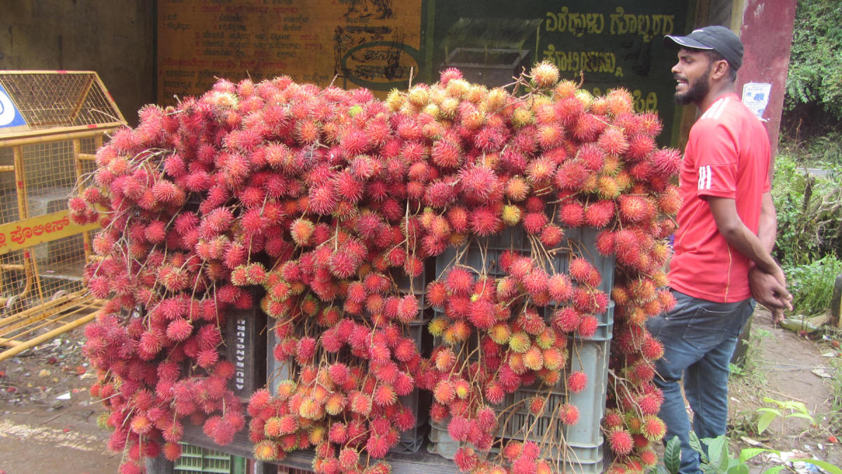 A street vendor was seen selling Rambutan fruits at Napoklu-Bhagamandala road.