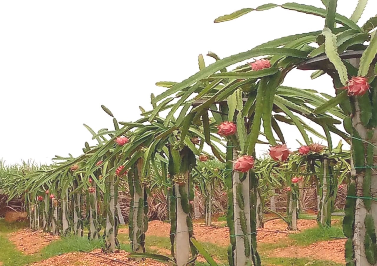 ರೈತರಾದ ಬಣಕಾರ ರುದ್ರಪ್ಪ ಶಿವನಾಗಪ್ಪ ಸಹೋದರರ ತೋಟದಲ್ಲಿ ಬೆಳೆದಿರುವ ಡ್ರ್ಯಾಗನ್‌ ಫ್ರೂಟ್‌ 
