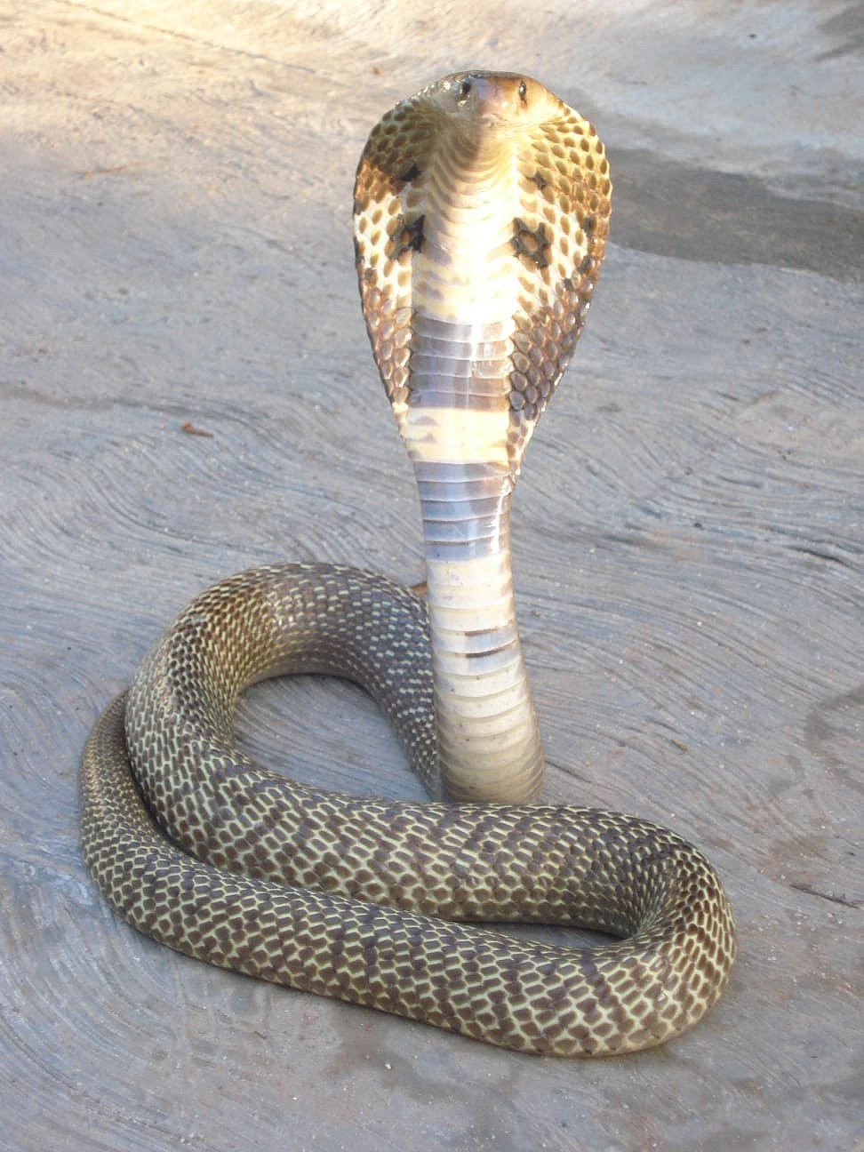 ಕರ್ನಾಟಕದಲ್ಲಿ ಕಳೆದ 5 ವರ್ಷದಲ್ಲಿ 42 ಸಾವಿರ ಮಂದಿಗೆ ಹಾವು ಕಡಿತ!