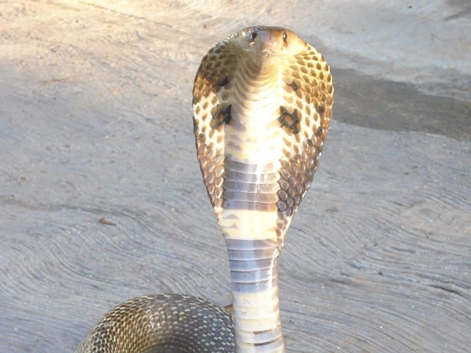 ಮೇದಿನಿನಗರ: ₹80 ಕೋಟಿ ಮೌಲ್ಯದ ಹಾವಿನ ವಿಷ ವಶಕ್ಕೆ