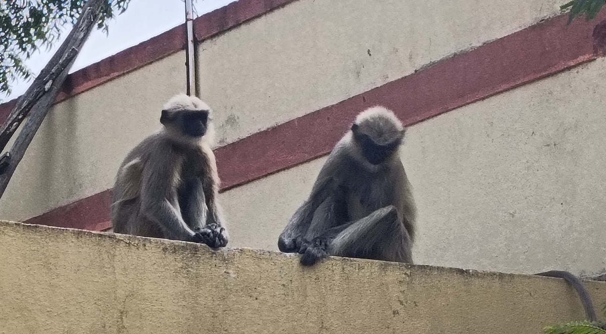 ಕೂಡಲಸಂಗಮ | ಜನರಲ್ಲಿ ಭೀತಿ ಹುಟ್ಟಿಸಿದ ಕೋತಿ!