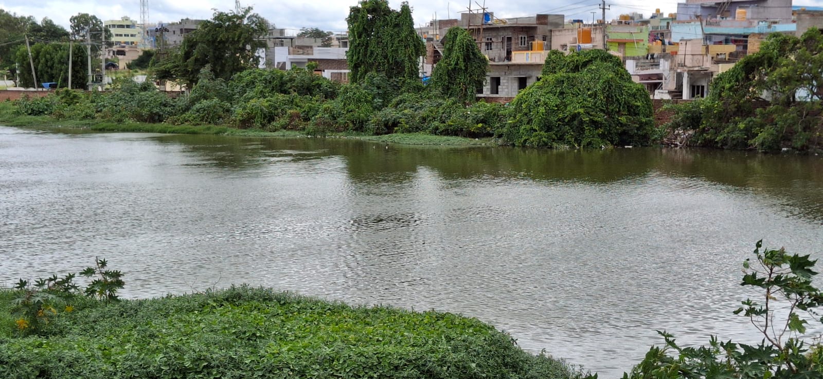 ಕುಂಟೆಯ ಸುತ್ತಲೂ ಬೆಳೆದಿರುವ ಗಿಡಗಂಟಿ