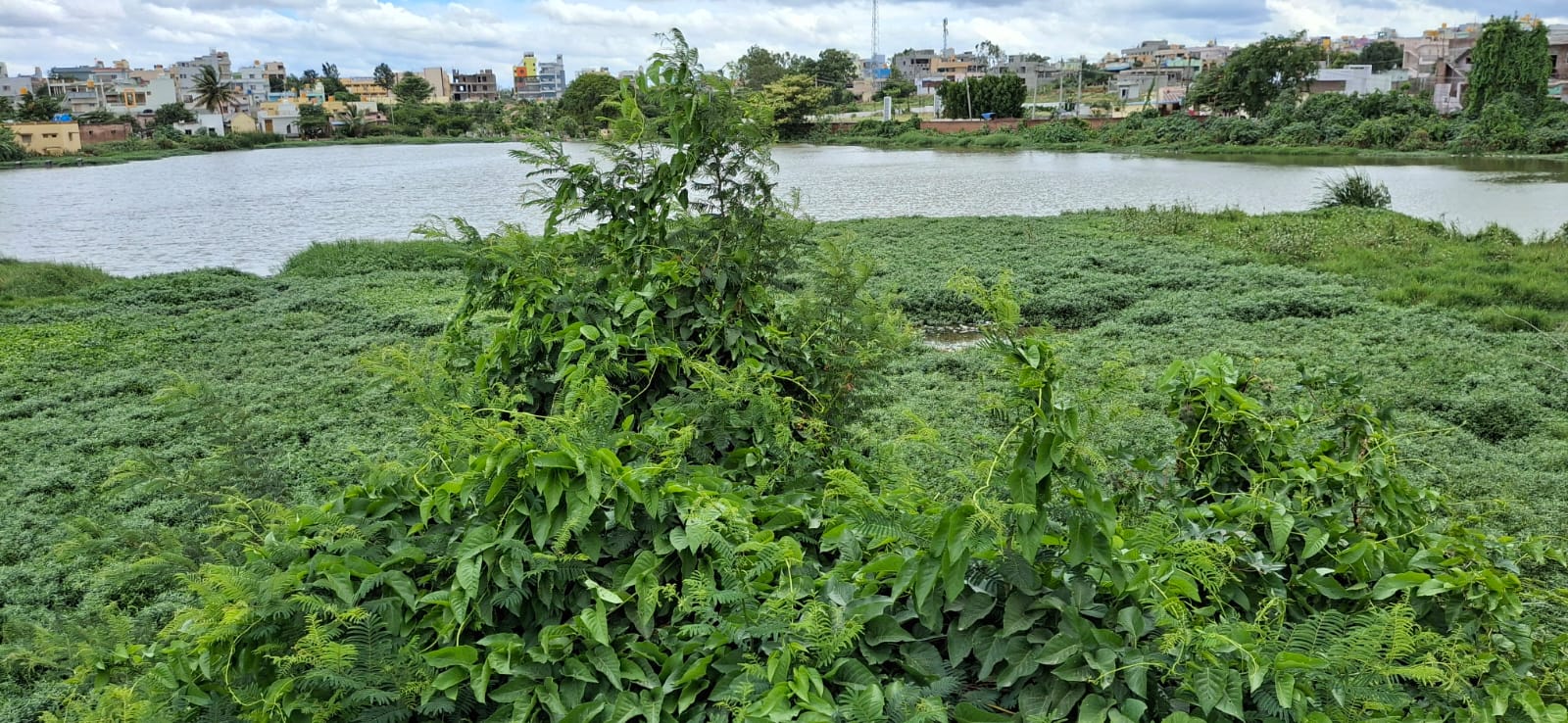 ಕುಂಟೆ ಸುತ್ತಲೂ ಹರಡಿರುವ ಪೊದೆ   