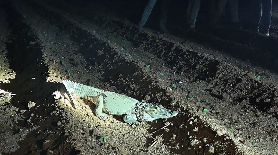 ಜಾಲಹಳ್ಳಿ: ಜಮೀನಿನಲ್ಲಿ ಮೊಸಳೆ ಪ್ರತ್ಯಕ್ಷ