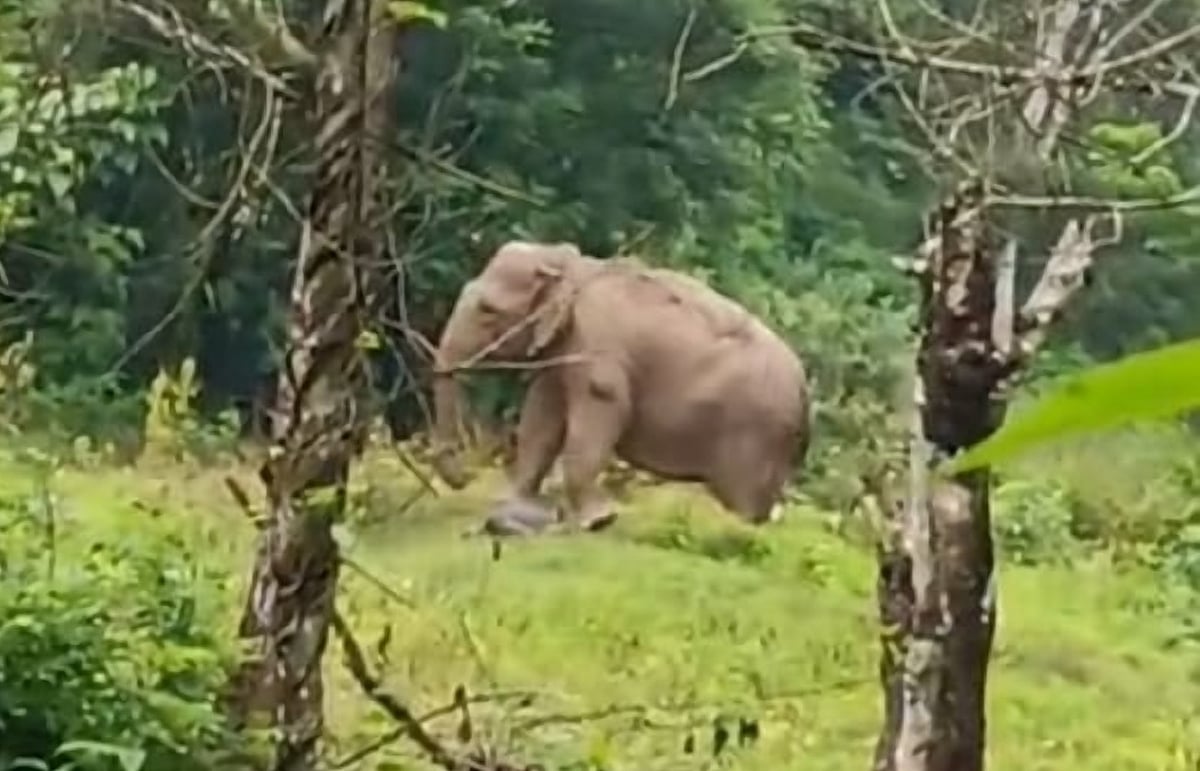 ಬೇಲೂರು: ಮರಿ ಮೃತದೇಹದೊಂದಿಗೆ ದಿನ ಕಳೆಯುತ್ತಿರುವ ಕಾಡಾನೆ - ವಿಡಿಯೊ