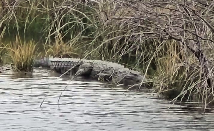ಹುನಗುಂದ | ಮೊಸಳೆ ಪ್ರತ್ಯಕ್ಷ: ಭಯದಲ್ಲಿ ಜನತೆ