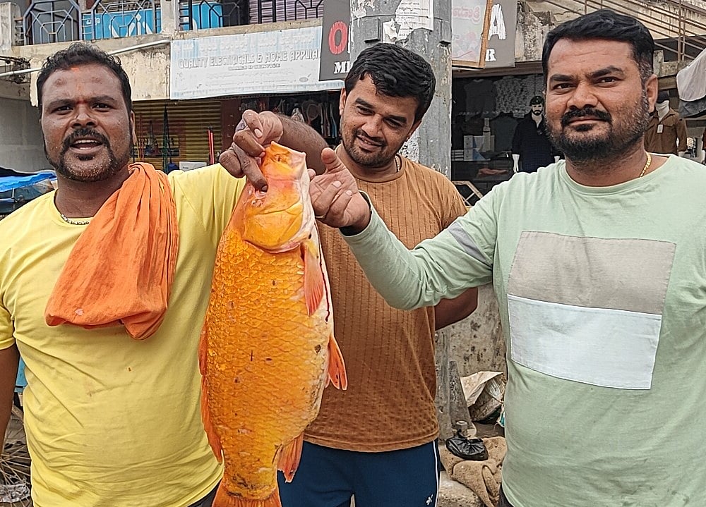 4 ಕೆ.ಜಿ ತೂಕದ ಬಂಗಾರ ಬಣ್ಣದ ಗೌರಿ ಮೀನು: 1 ಸಾವಿರಕ್ಕೆ ಮಾರಾಟ