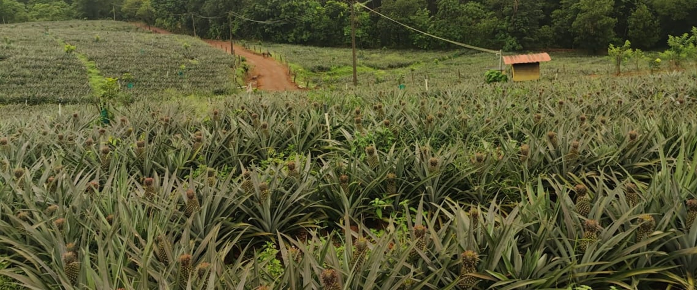 ಅನಾನಸ್‌ ತೋಟ  
