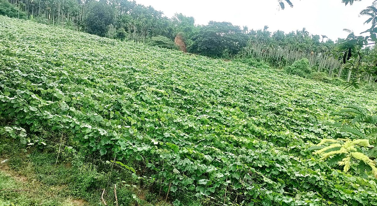 ಬಸವಾಪಟ್ಟಣ | ಹೀರೇಕಾಯಿ ಬೆಳೆದು ಹಿಗ್ಗಿದ ಸೋದರರು