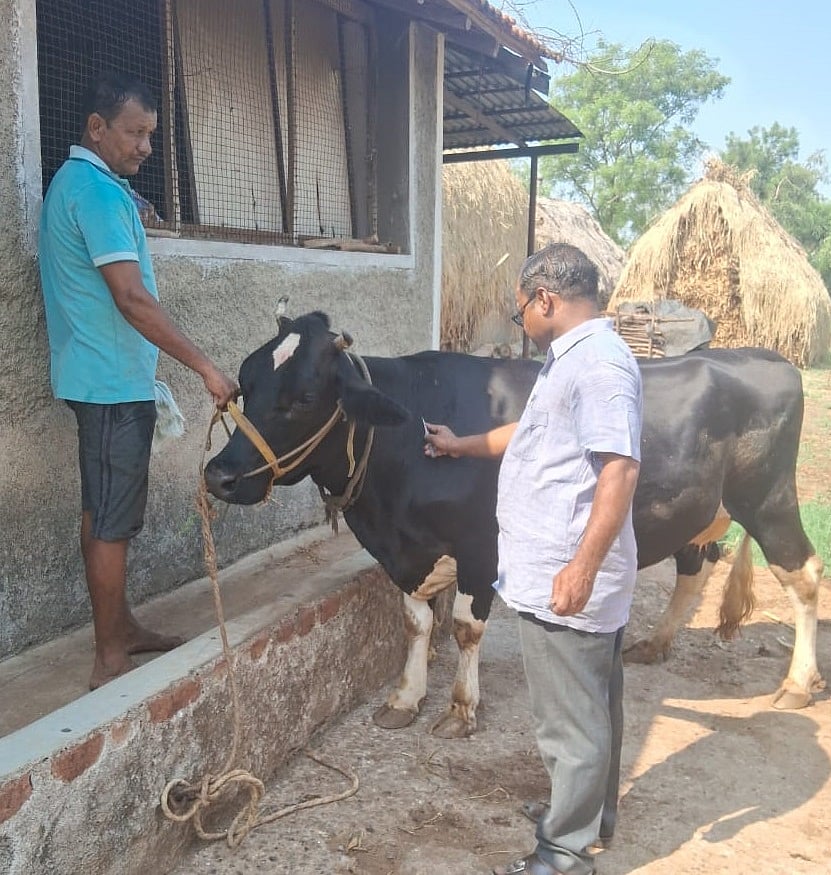ಜಾನುವಾರಿಗೆ ಲಸಿಕೆ: ಉತ್ತಮ ಸ್ಪಂದನೆ