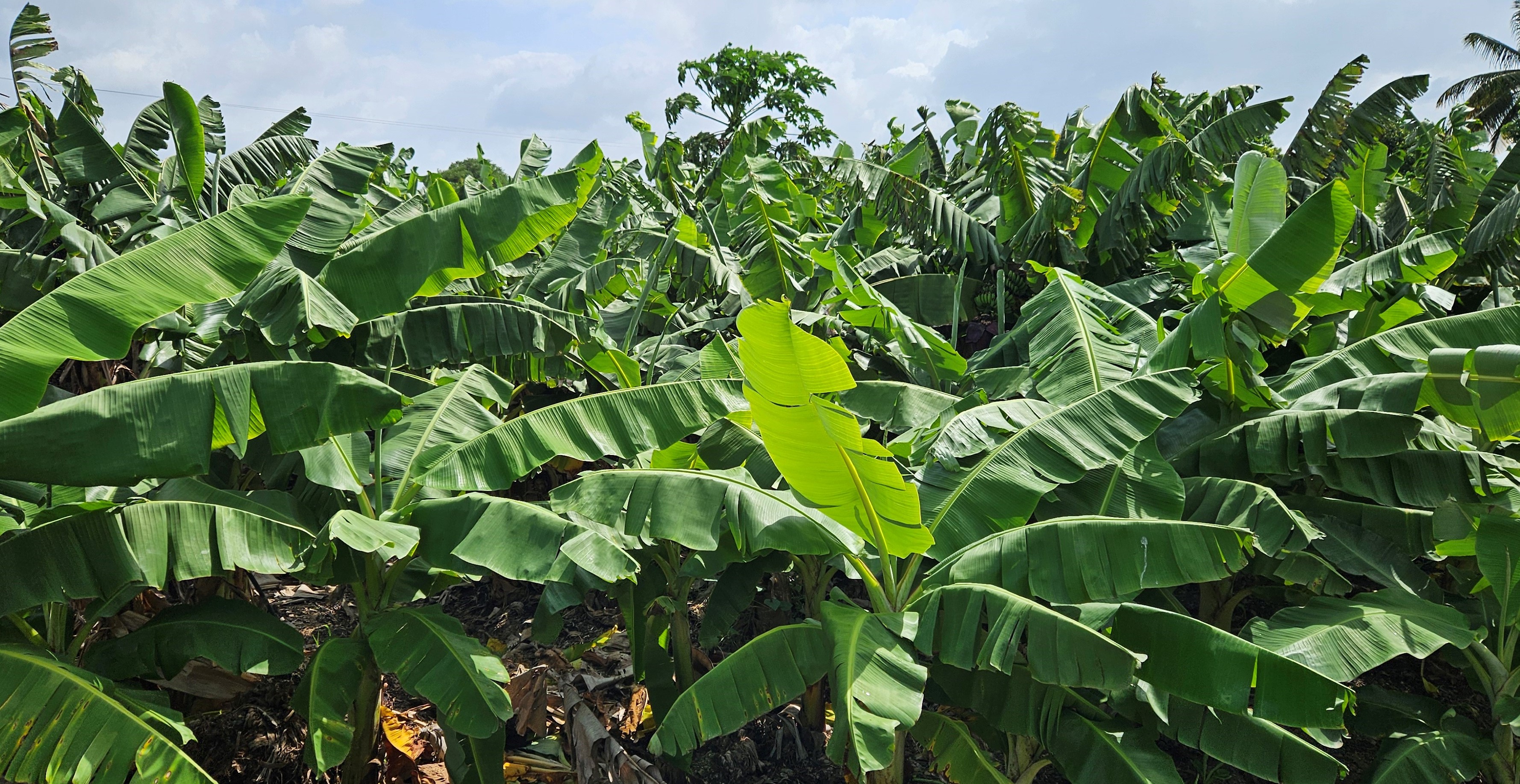 ಸಮೃದ್ಧವಾಗಿ ಬೆಳೆದಿರುವ ಬಾಳೆ