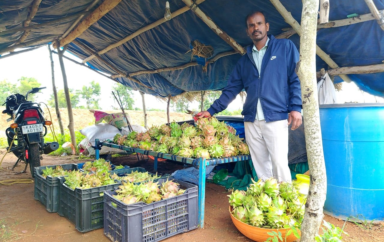 ಹುಣಸೂರು ತಾಲ್ಲೂಕಿನ ಕುಪ್ಪೆ ಕೊಳಗಟ್ಟ ಗ್ರಾಮದ ಪ್ರಗತಿಪರ ರೈತ ಕೆ.ಎಂ.ಮೂರ್ತಿ ತನ್ನ ಹೊಲದಲ್ಲಿ ಬೆಳೆದ ಡ್ರ್ಯಾಗನ್‌ ಫ್ರೂಟ್‌ ಫಸಲಿನೊಂದಿಗೆ