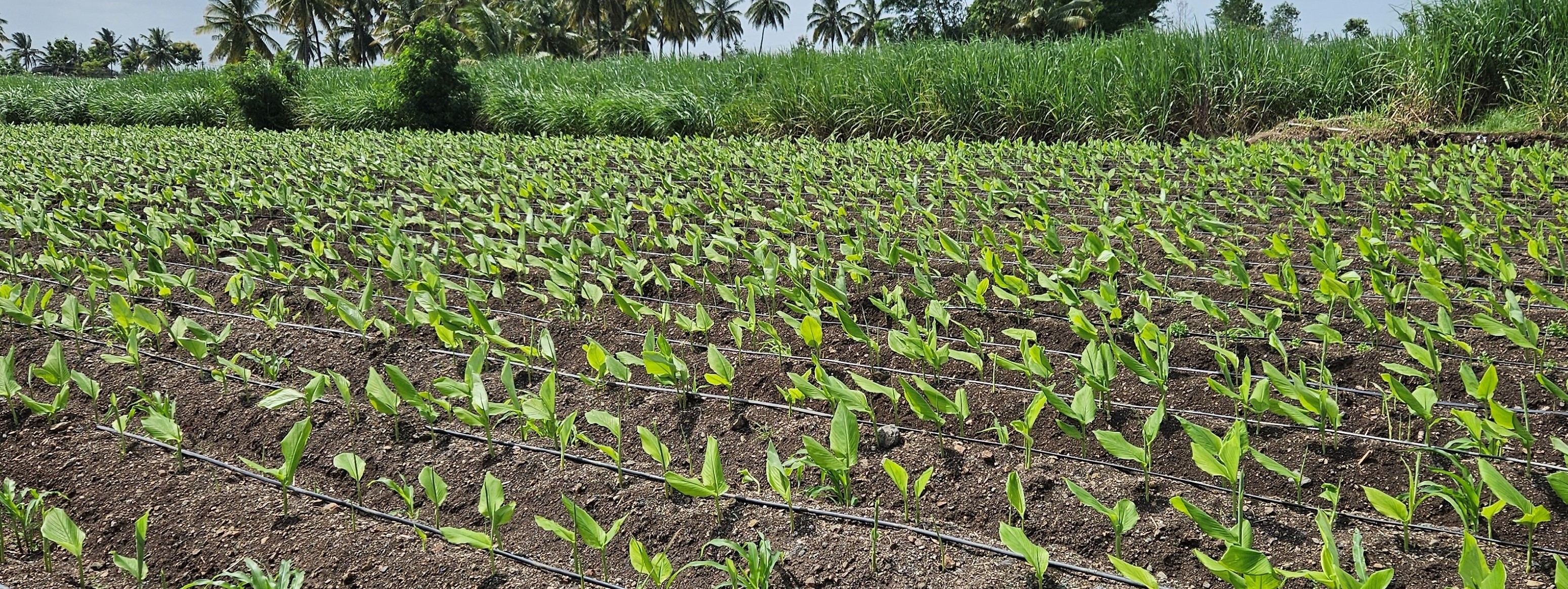 ರೈತ ರಾಚಪ್ಪ ಉಳ್ಳಾಗಡ್ಡಿ ಜಮೀನಿನಲ್ಲಿನ ಅರಿಸಿನ