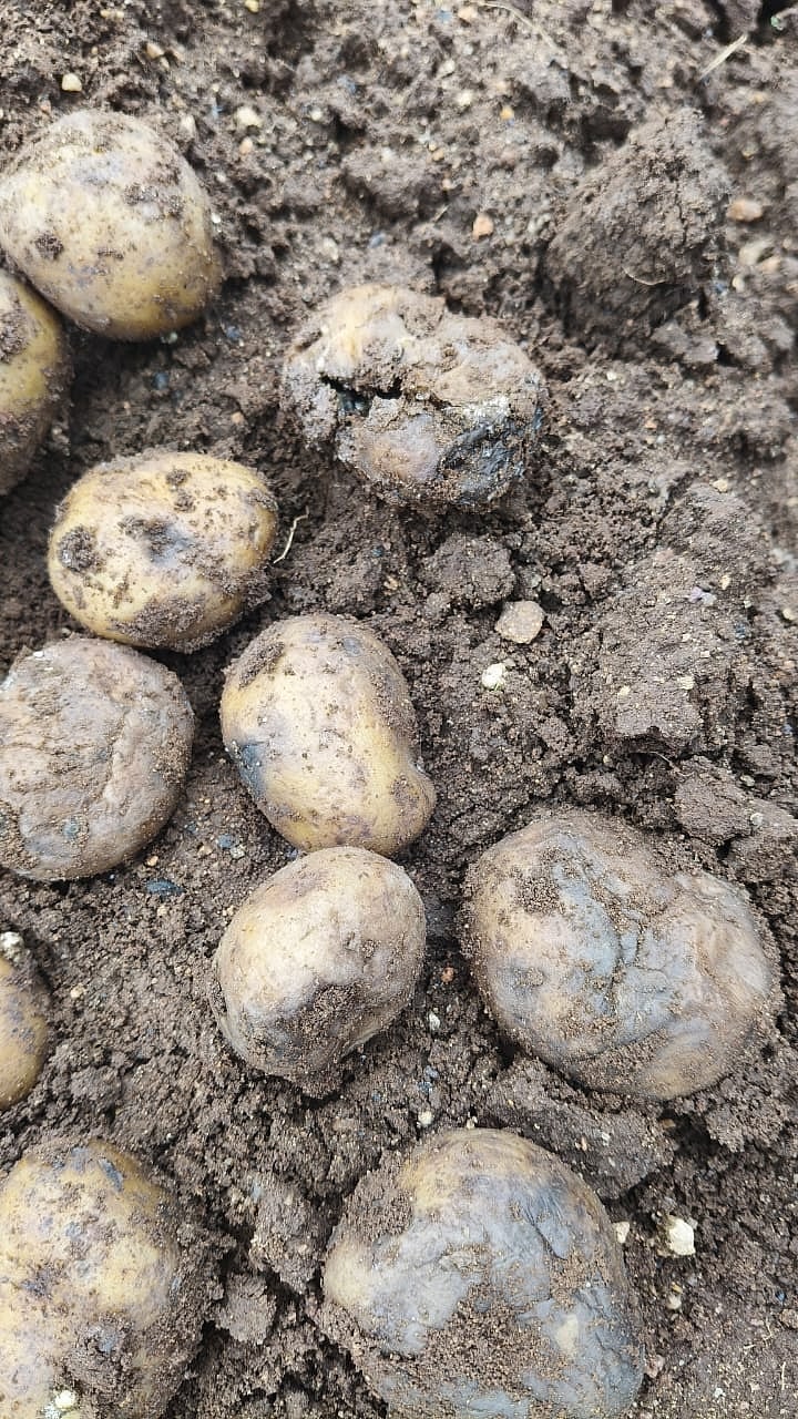 ಗುಂಡ್ಲುಪೇಟೆ | ಅತಿವೃಷ್ಟಿ: ಮೊಳಕೆ ಬಾರದೆ ಕೊಳೆತ ಆಲೂಗಡ್ಡೆ