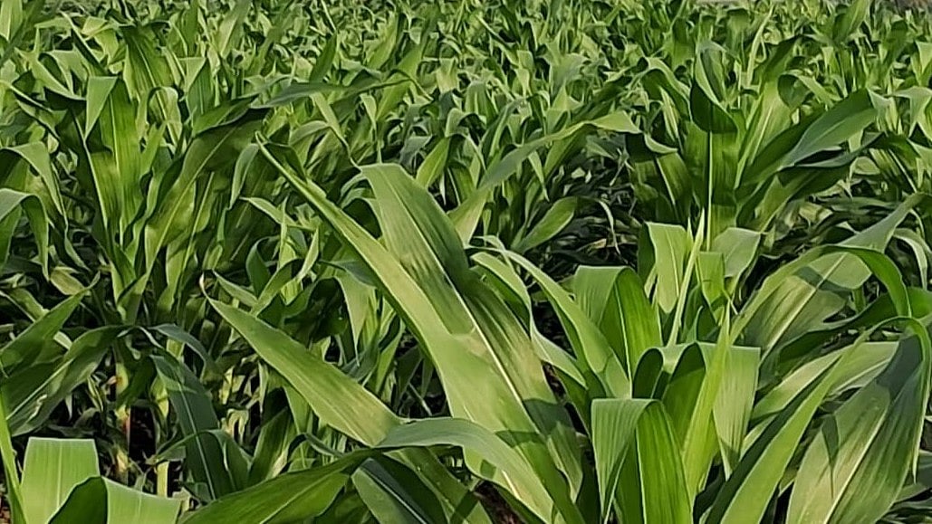 ಎಚ್.ಡಿ.ಕೋಟೆ: ಮುಸಕಿನಜೋಳಕ್ಕೆ ಕೇದಿಗೆ ರೋಗ