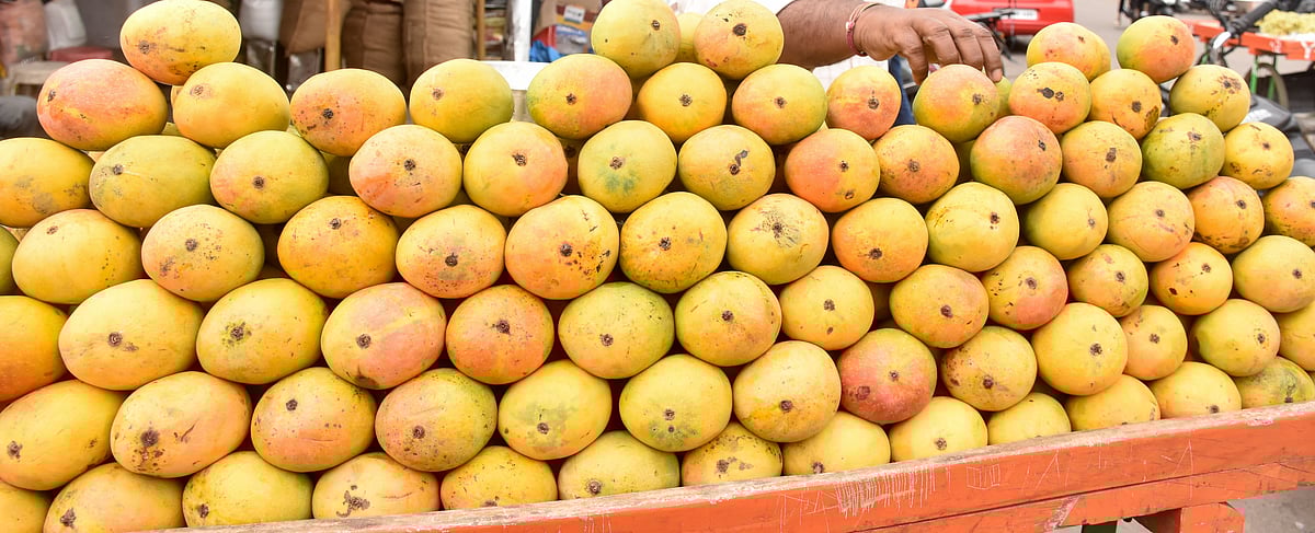 Mango: ಸಚಿವ ಸಂಪುಟದಲ್ಲಿ ಸ್ಪಷ್ಟವಾಗದ ಬೆಂಬಲ ಬೆಲೆ