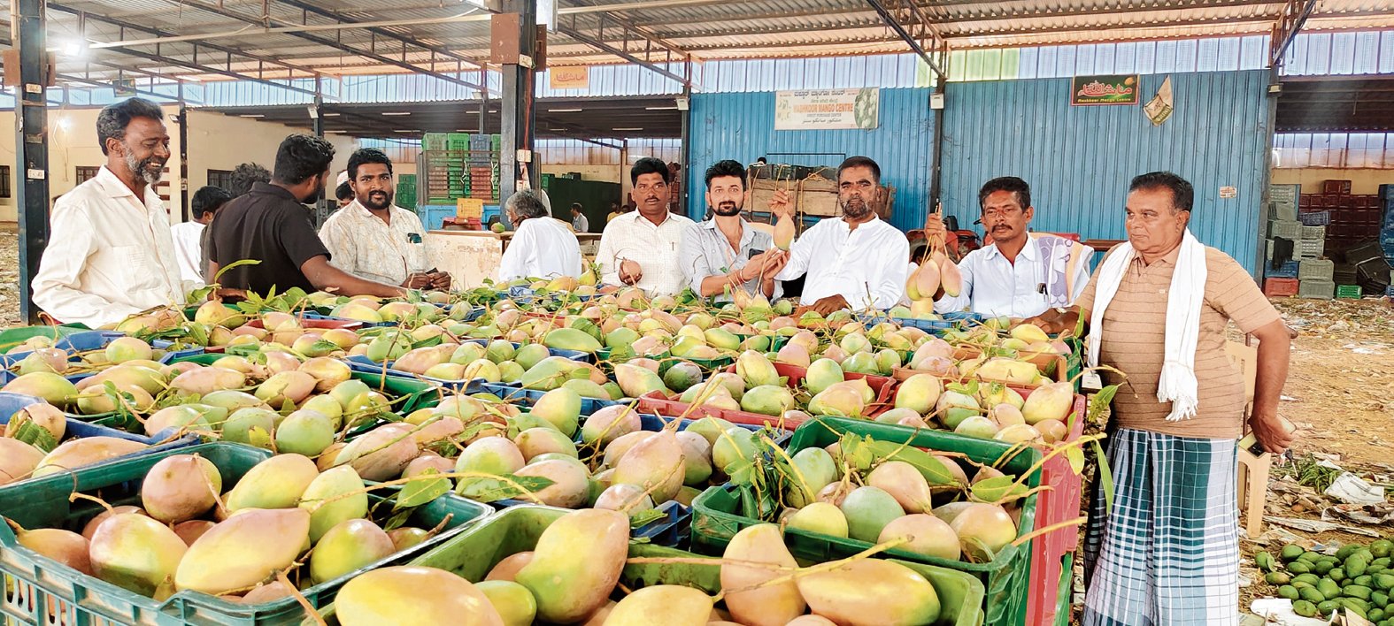 ಶ್ರೀನಿವಾಸಪುರದ ಮಾವಿನ ಮಂಡಿಯಲ್ಲಿ ಬಲು ಜೋರಾಗಿದೆ ಮಾವು ಮಾರಾಟ