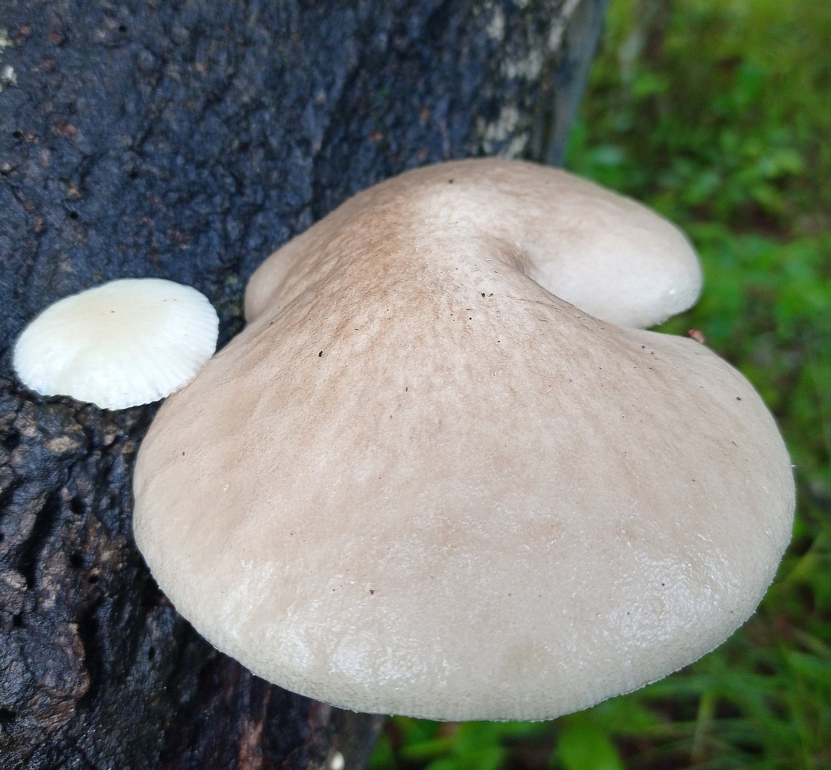 ಮಲೆನಾಡಿನಲ್ಲಿ ಅಣಬೆಗಳ ಚಿತ್ತಾರ