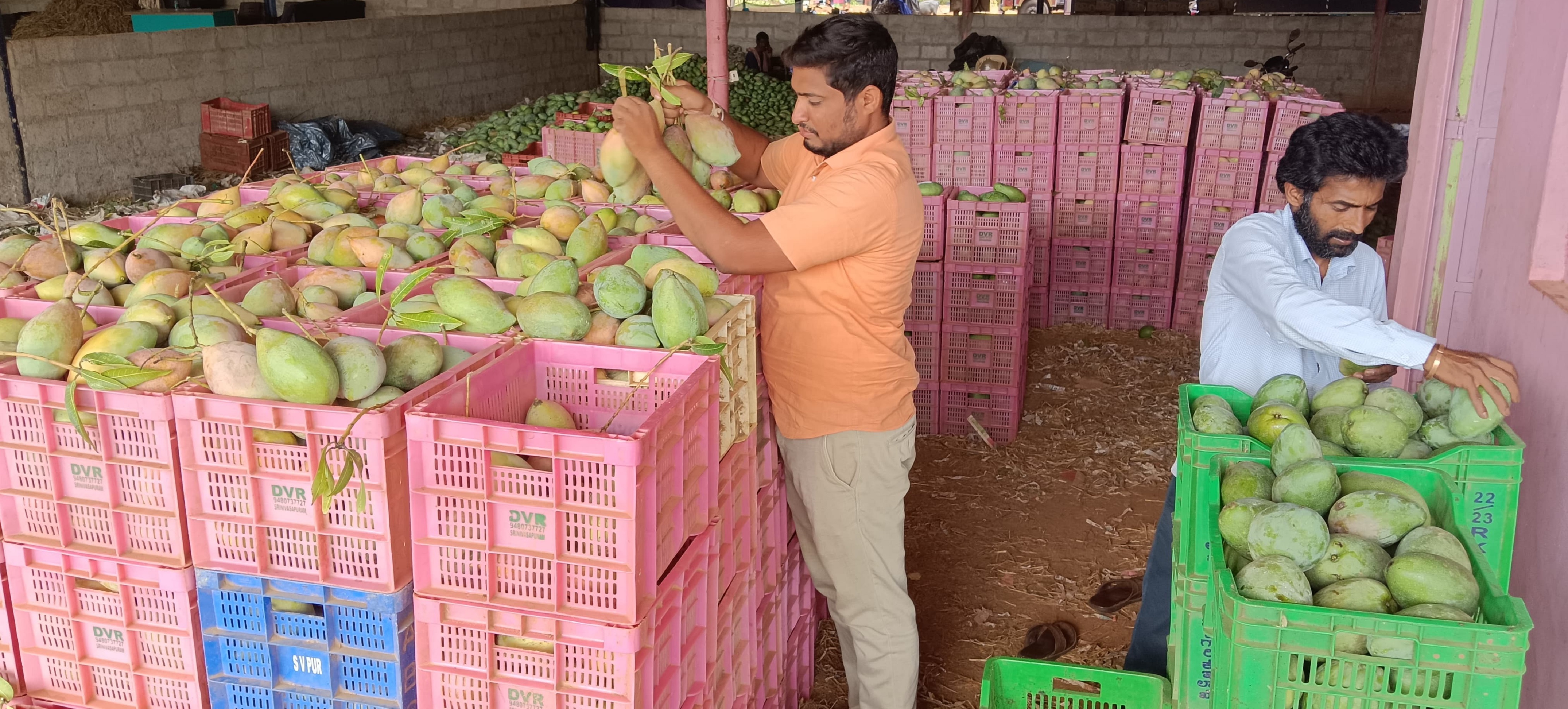 ಸಾಗಣೆಗೆ ಮಂಡಿಯಲ್ಲಿ ಮಾವಿನ ಕಾಯಿಗಳನ್ನು ಬಾಕ್ಸ್‌ಗೆ ಜೋಡಿಸಿದ ವರ್ತಕರು