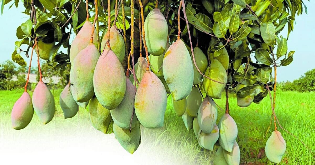 ಮಾವು: ಬದುಕು... ಭಾವನೆ...