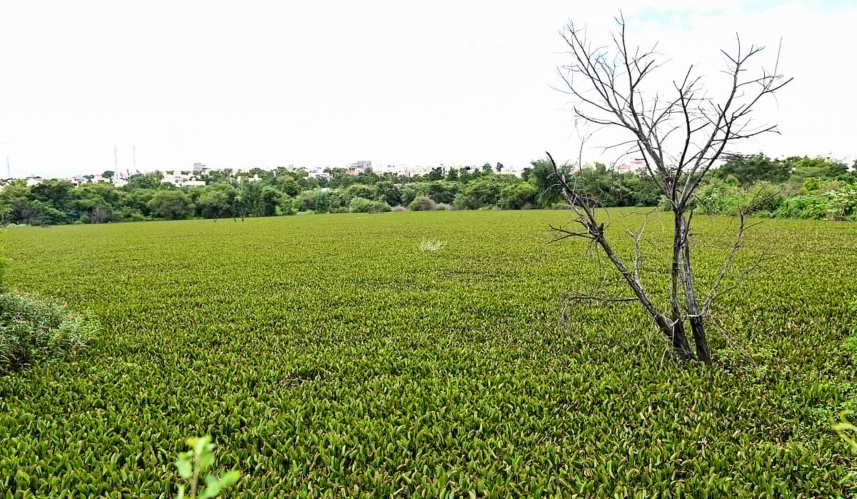 ಮೈಸೂರು: ಮೂರೇ ವರ್ಷದಲ್ಲಿ ‘ತಿಪ್ಪಯ್ಯನ ಕೆರೆ’ ನಾಶ