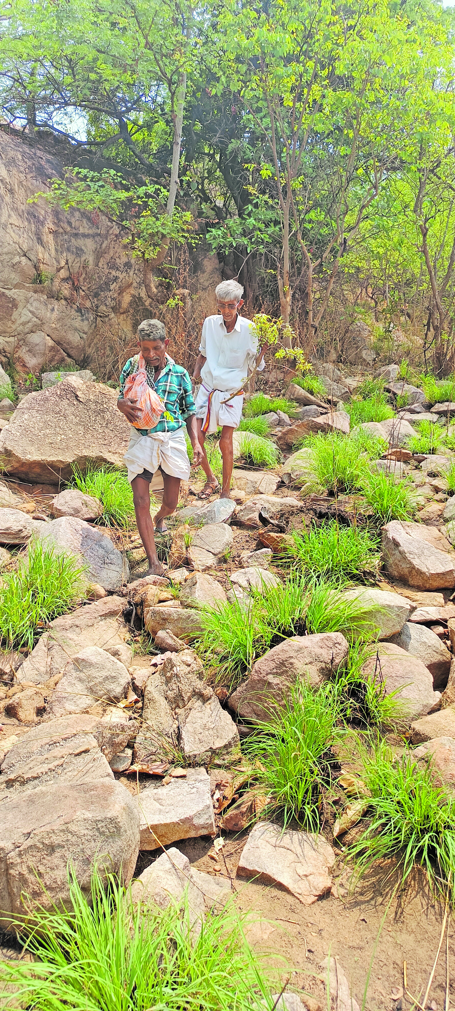 ಕಲ್‌ ಮಾವು ಅರಸುತ್ತಾ...
