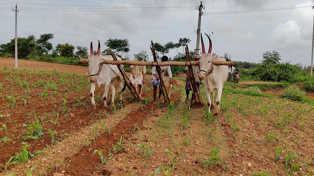 ಹಾವೇರಿ ಜಿಲ್ಲೆಯಲ್ಲಿ ಶೇ 74.43ರಷ್ಟು ಮುಂಗಾರು ಬಿತ್ತನೆ