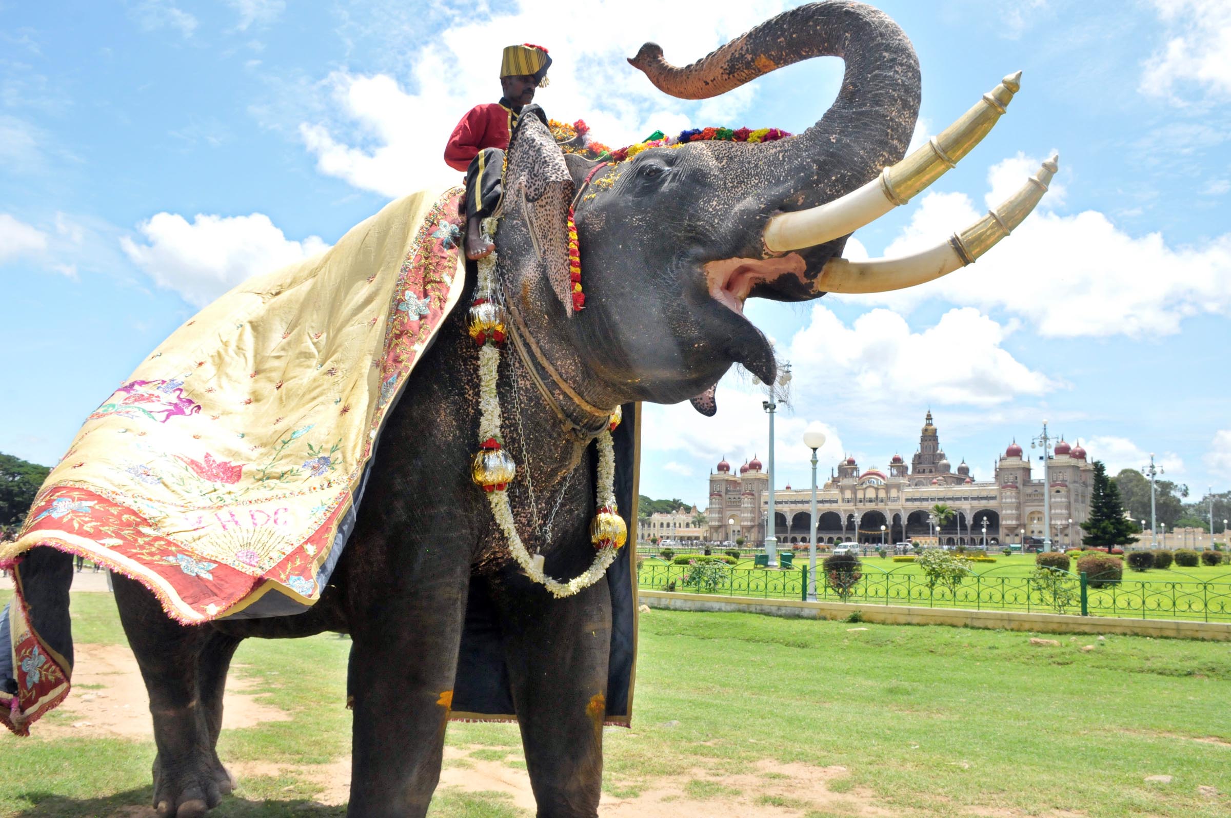 ಅರ್ಜುನ ಆನೆ