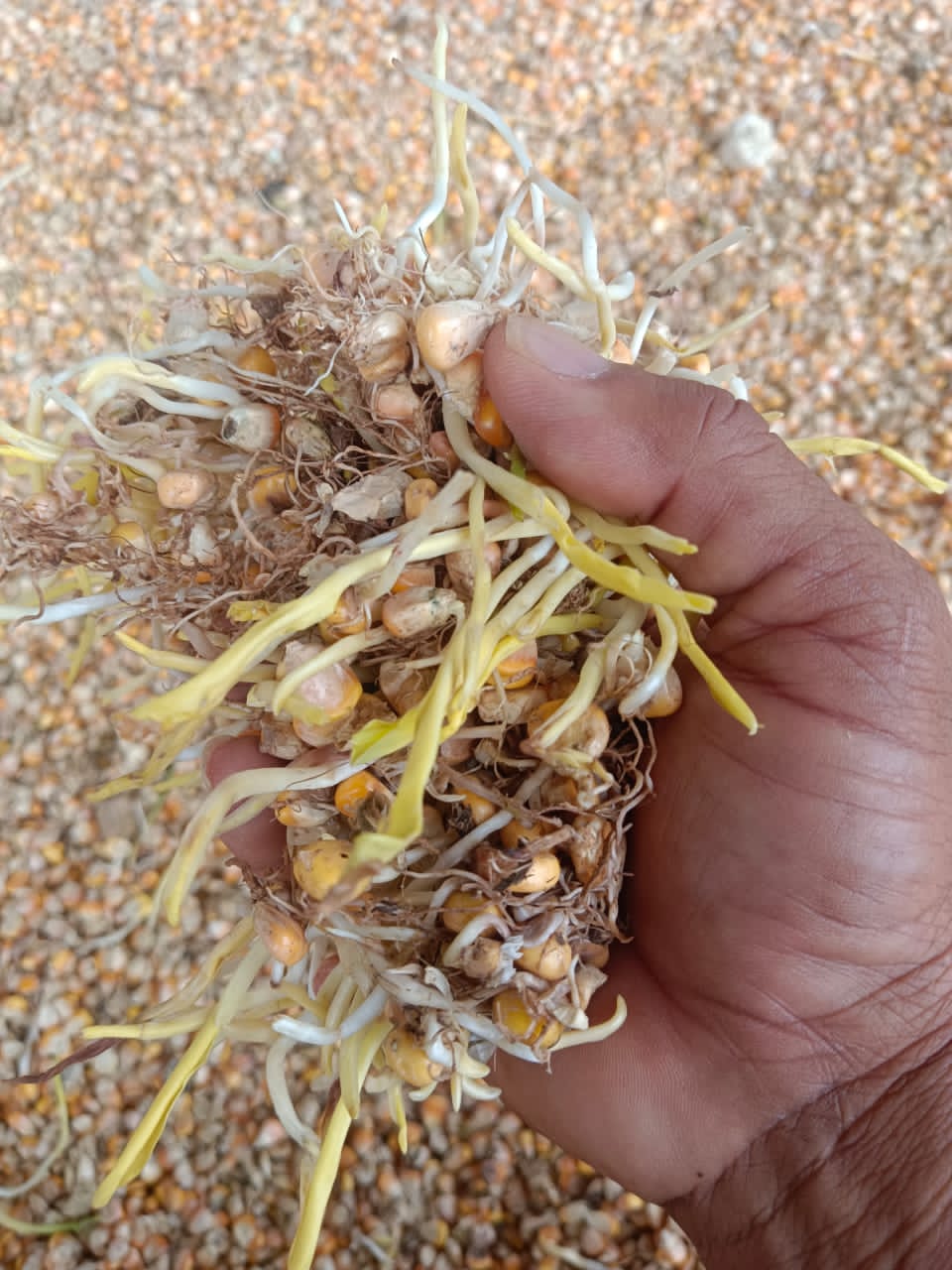 ಅಕಾಲಿ ಮಳೆಯಿಂದಾಗಿ ಮೊಳಕೆಯೊಡೆದ ಜೋಳ