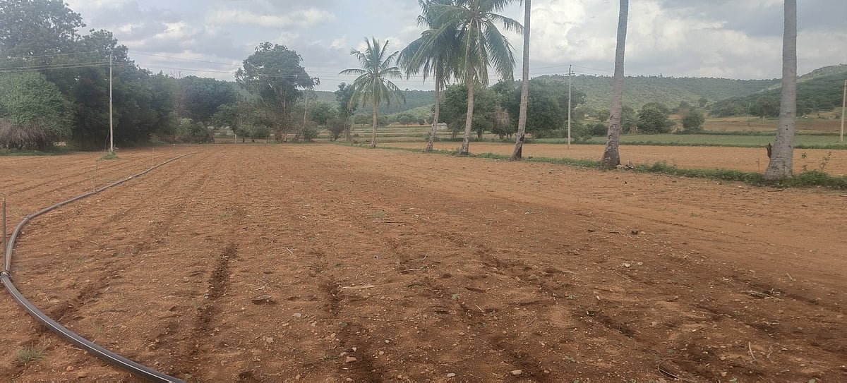 ವಾಡಿ: ಬಿತ್ತಿದ್ದ ಬೆಳೆಗೆ ಕಂಟಕವಾದ ಒಣಗಾಳಿ