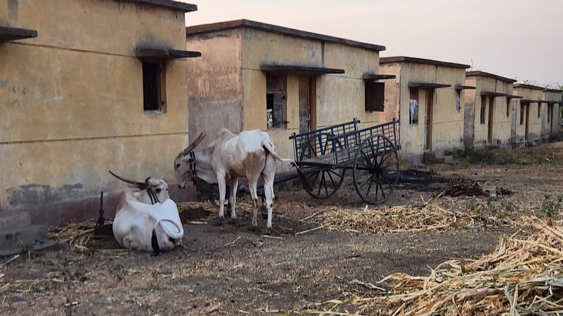 ದನದ ಕೊಟ್ಟಿಗೆಯಾಗಿ ಬಳಕೆಯಾಗುತ್ತಿರುವ ಆಸರೆ ಮನೆಗಳು