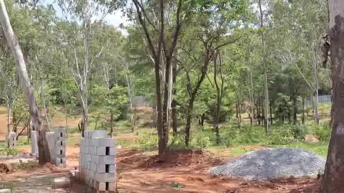 ಜ್ಞಾನಭಾರತಿ: 419 ಮರ ಕಡಿಯಲು ಸಜ್ಜು