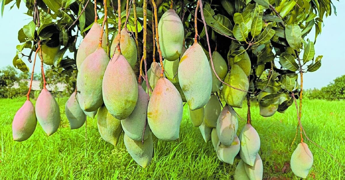 ಬೆಲೆ ಮಧ್ಯಸ್ಥಿಕೆ ಯೋಜನೆಯಡಿ ಮಾವು ಖರೀದಿ: HDK ಪತ್ರಕ್ಕೆ ಕೇಂದ್ರ ಸ್ಪಂದನೆ