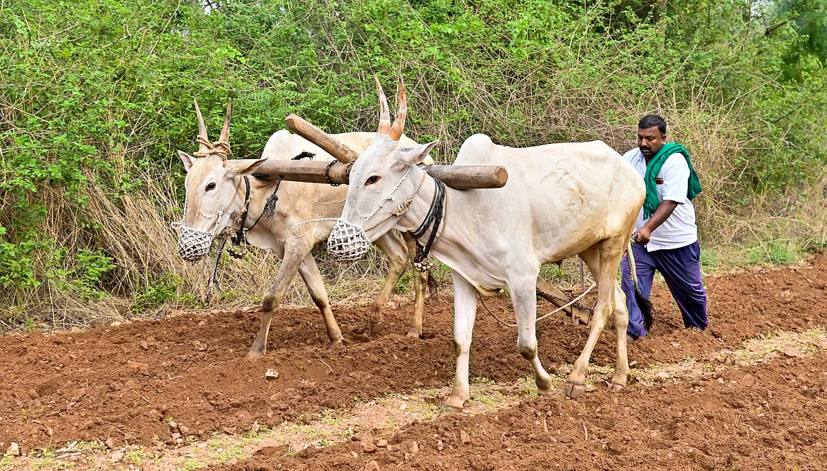 ಪಿಎಂ ಕಿಸಾನ್ ಸಮ್ಮಾನ್ ಯೋಜನೆ: ಮೈಸೂರು ಜಿಲ್ಲೆಯಲ್ಲಿ 11 ಸಾವಿರ ರೈತರ E-KYC ಬಾಕಿ