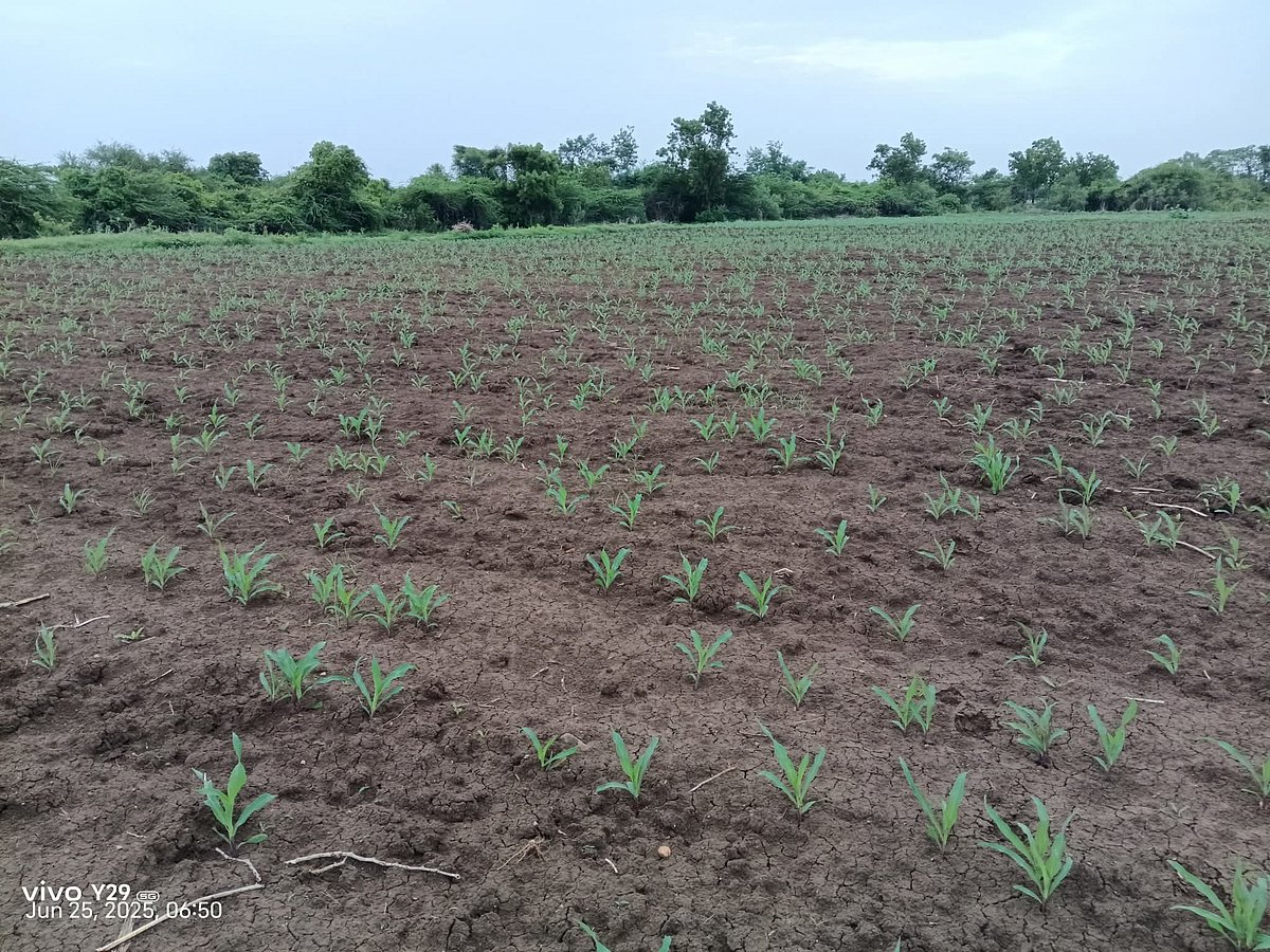 ಬಾಗಲಕೋಟೆ | ಚುರುಕುಗೊಂಡ ಮುಂಗಾರು ಬಿತ್ತನೆ: ಶೇ 75ರಷ್ಟು ಬಿತ್ತನೆ ಕಾರ್ಯ ಪೂರ್ಣ