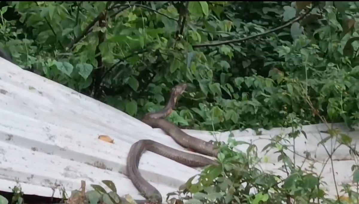 ಮನೆಯ ಆವರಣಕ್ಕೆ ಬಂದ ಕಾಳಿಂಗ ಸರ್ಪ: ಆತಂಕ