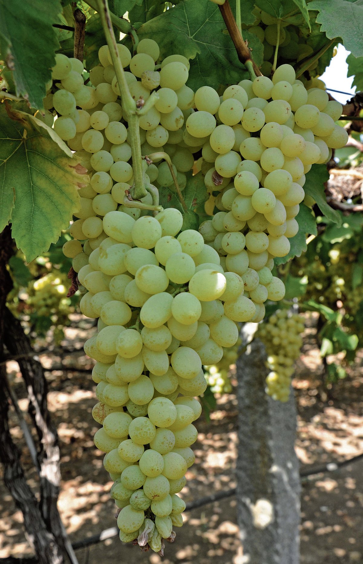 ದ್ರಾಕ್ಷಿ, ಮಾವು, ದಾಳಿಂಬೆ; ಬೆಳೆ ವಿಮೆ ಜಾರಿ