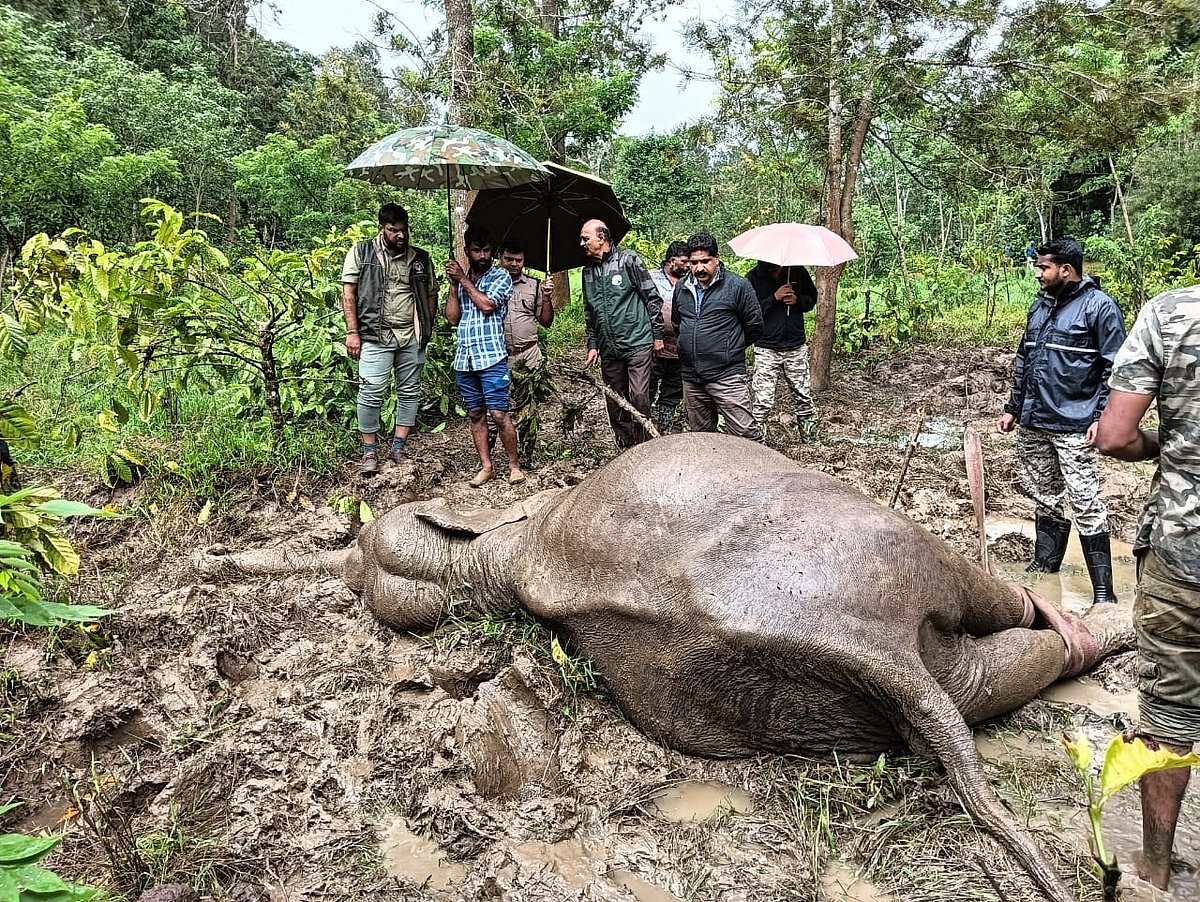 ಸುಂಟಿಕೊಪ್ಪ: ಕಾಡಾನೆ ಕಳೇಬರ ಪತ್ತೆ