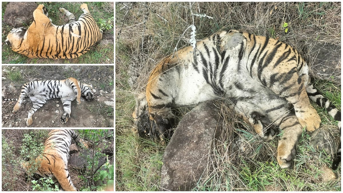 ಮಲೆ ಮಹದೇಶ್ವರ ಬೆಟ್ಟದಲ್ಲಿ ತಾಯಿ ಹುಲಿ, 4 ಮರಿ ಹುಲಿಗಳ ಸಾವು! ವಿಷಪ್ರಾಶನದ ಶಂಕೆ