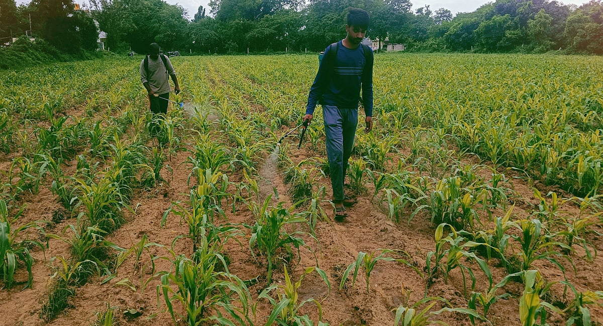 ಸಂತೇಬೆನ್ನೂರು: ರೈತರ ಮಗ್ಗುಲ ಮುಳ್ಳಾಗಿರುವ ಮುಳ್ಳು ಸಜ್ಜೆ!