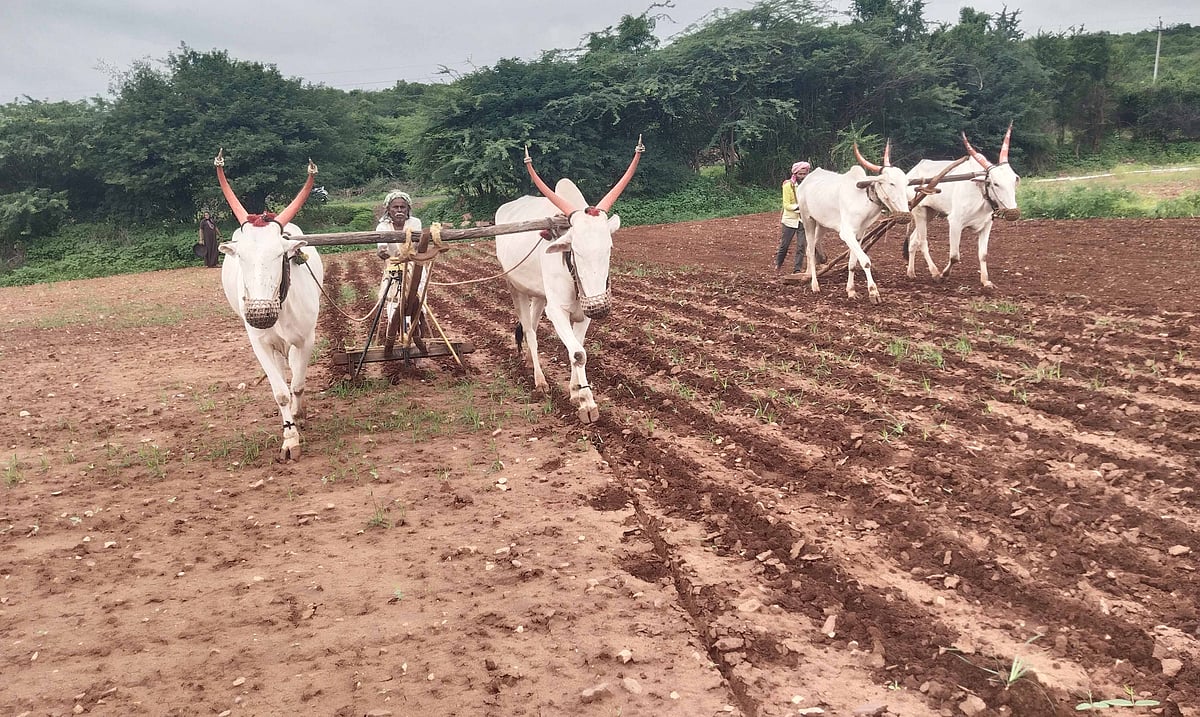 ಬಾಗಲಕೋಟೆ | ಶೇ.78 ರಷ್ಟು ಬಿತ್ತನೆ: ಈರುಳ್ಳಿ, ತೊಗರಿ, ಮೆಕ್ಕೆಜೋಳದತ್ತ ಚಿತ್ತ