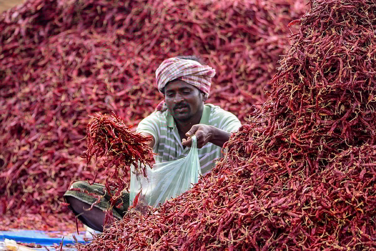 ಒಣಮೆಣಸಿನಕಾಯಿ: ₹50 ಸಾವಿರದಿಂದ ₹6 ಸಾವಿರಕ್ಕೆ ಕುಸಿದ ಧಾರಣೆ
