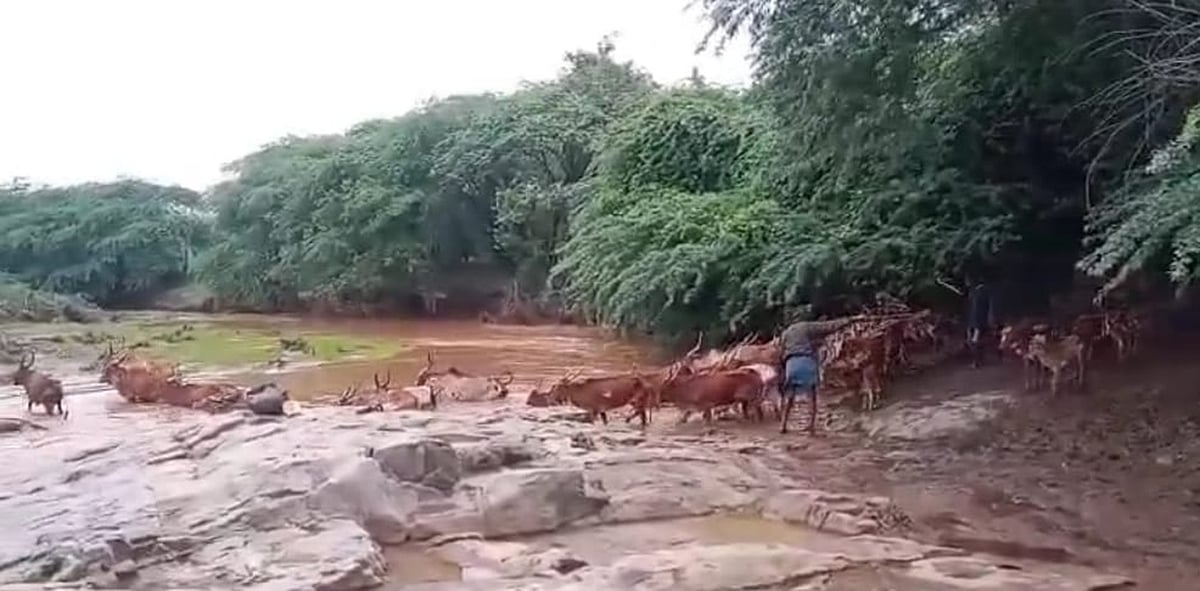 ಚಾಮರಾಜನಗರ: ಹುಲಿಗಳ ಜೀವಕ್ಕೆ ‘ಸಗಣಿ’ ಮಾಫಿಯಾ ಕುತ್ತು