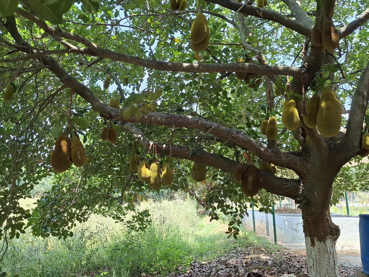 ಕೋಲಾರ: ತೋಟಗಾರಿಕೆ ಮಹಾವಿದ್ಯಾಲಯದ ಈ ಹಲಸಿನ ತೋಟಕ್ಕೀಗ ಐವತ್ತರ ಹರೆಯ