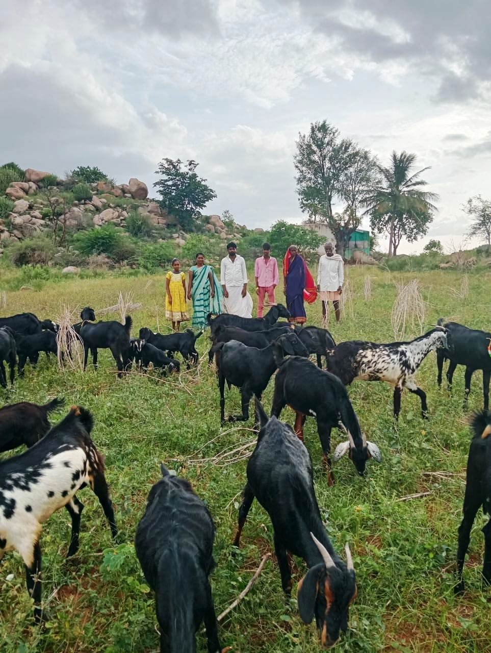 ಕುರಿ ಮೇಕೆ ಜಾನುವಾರೊಂದಿಗೆ ಕರಕಲಗಡ್ಡಿ ನಿವಾಸಿಗಳು