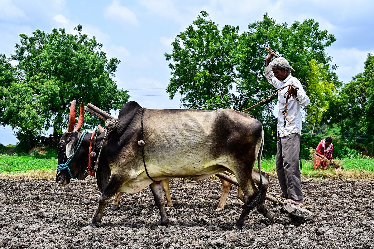 ಕಲಬುರಗಿ | ವಾಡಿಕೆಗಿಂತ ಶೇ 30ರಷ್ಟು ಕಡಿಮೆ ಮಳೆ; ಶೇ21ರಷ್ಟು ತಗ್ಗಿದ ಬಿತ್ತನೆ