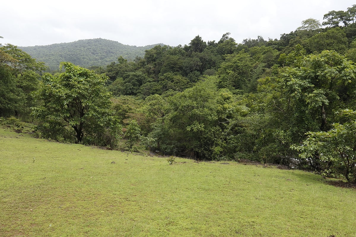 ಶಿವಮೊಗ್ಗ: ವನಧಾತ್ರಿಯೊಳು ಜುಳುಜುಳು ಝೇಂಕಾರ