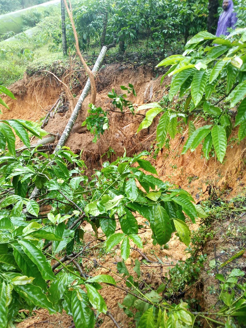 ಹಾಸನ: ತೋಟಗಳಿಗೆ ಭೂಕುಸಿತದ ಪೆಡಂಭೂತ