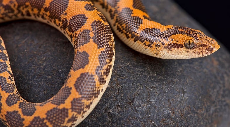 ಮುಂಬೈ ವಿಮಾನ ನಿಲ್ದಾಣ: 16 ವಿದೇಶಿ ಹಾವುಗಳ ರಕ್ಷಣೆ, ಪ್ರಯಾಣಿಕನ ಬಂಧನ