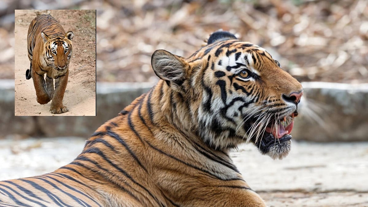 ಆಳ ಅಗಲ ಸಂಖ್ಯೆ– ಸುದ್ದಿ | ಉಸಿರು ಚೆಲ್ಲುತ್ತಲೇ ಇವೆ ವ್ಯಾಘ್ರಗಳು